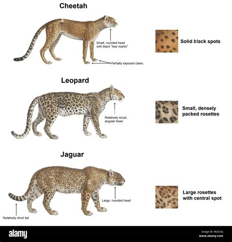 Cheetah Leopard And Jaguar En Stock Photo Alamy