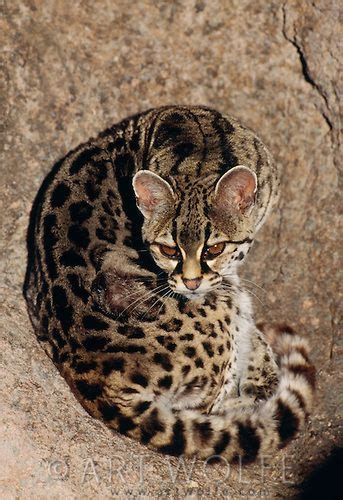 Types Of Wild Cats In Arizona Teller E Zine Photo Exhibition