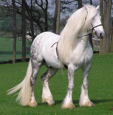 15 Beautifully Magnificent Horses From Around The World