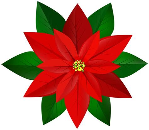 A Red Poinsettia With Green Leaves On It S Head And Center Piece
