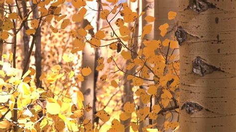 The Science Behind Fall Foliage Youtube