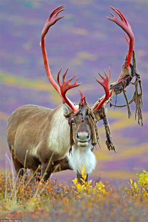Stunning Photos Show A Deer Shedding Its Velvet In Alaska Daily Mail