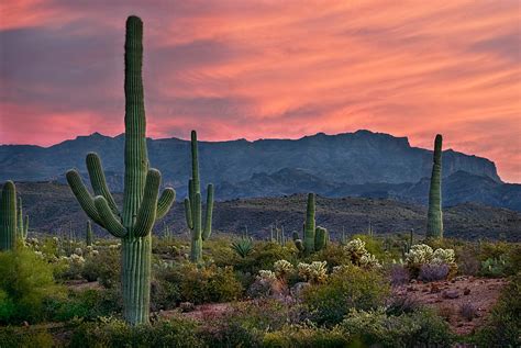 Saguaro Cactus With Arizona Sunset Photograph By Dave Dilli Pixels