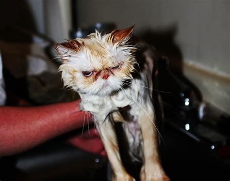 Angry Wet Cats
