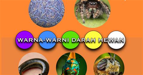Kadangkala tanda sesuatu penyakit juga ditentukan melalui sifat,bau dan warna najis. Hewan-Hewan yang Warna Darahnya Bukan Merah, Melainkan ...