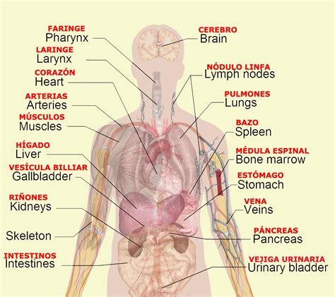 Located toward the front of the body, is Left Side Of Body Anatomy . Left Side Of Body Anatomy ...