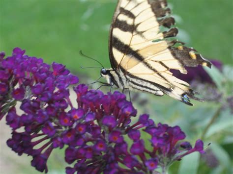 Butterfly On Wildflower 2 Free Photo Download Freeimages