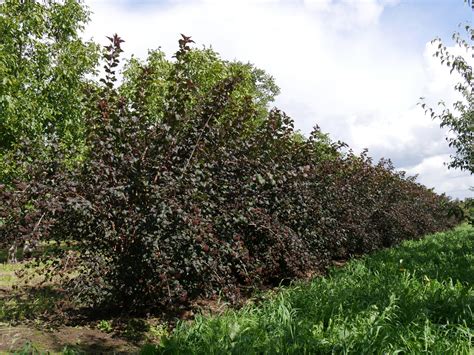 Physocarpus Opulifolius Diabolo Rosaceae Van Den Berk Nurseries