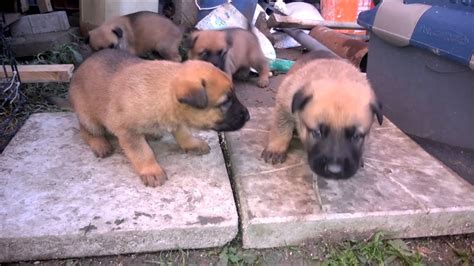 We did not find results for: Working line german shepherd-malinois mix puppies - YouTube