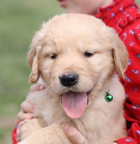 Golden Retriever Puppies For Sale In Maine Tangleloft Goldens Quality