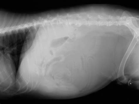 Extirpación Quirúrgica De Lipomas Gigantes En Perros Veterinarian Center