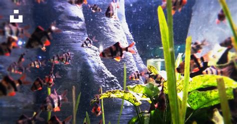A Fish Tank Filled With Lots Of Small Fish Photo Free United Arab