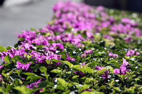 Free Images Flower Petal Purple Terrestrial Plant Herbaceous
