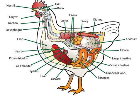 Chicken Anatomy Diagram Quizlet