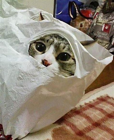 Funny Cats Hiding In A Plastic Bag Khonsa01 Blog Funny Cat Photos