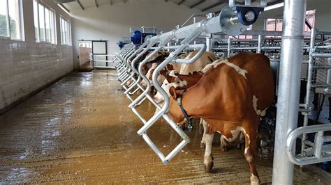 New 1616 Milking Parlour For Cows With Milkit P4c