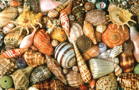 Tipos De Conchas Do Mar Raras