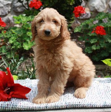 Find goldendoodle in dogs & puppies for rehoming | 🐶 find dogs and puppies locally for sale or adoption in canada : Golden Doodle Mix puppy for sale in GAP, PA. ADN-43254 on ...