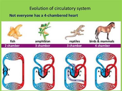Fish hearts have just two chambers, an atrium and a ventricle (figure 1). Circulation in plants and animals