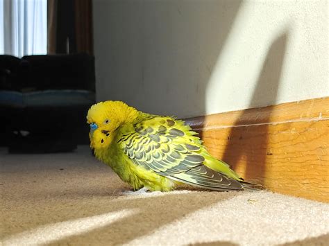 My Pet Parakeet Died This Morning This Is The Last Picture I Have Of