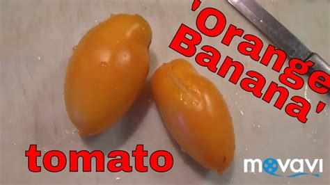9102018 Orange Banana Tomato Review Youtube