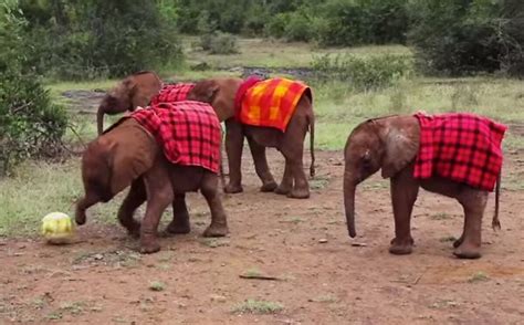 World Cup Material Baby Elephants Have Impressive Soccer Skills New