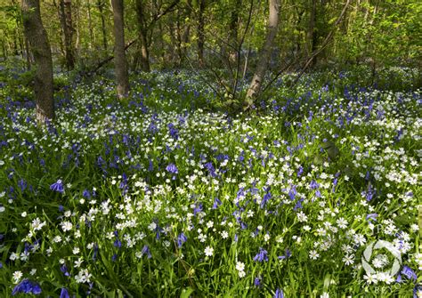 Bluebell Season In Shropshire Has Been Spectacular This Year With The