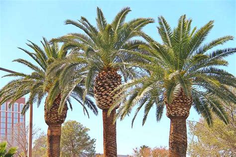 Best Trees For Las Vegas Las Vegas Tree Removal Pros
