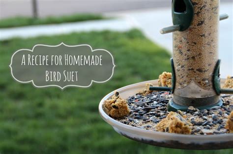 Add the other ingredients to the bowl and mix them together with your finger tips. Homemade Bird Suet - Hello Nature