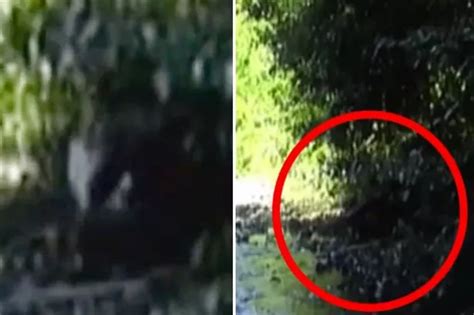 Mystery Over New Bigfoot Footage After Cameras Capture Mysterious