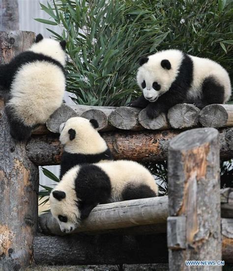 Captive Pandas Rise To 548 Globally China