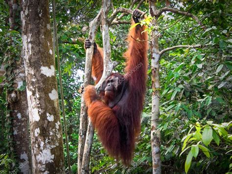 Alpha Male Borneo Orangutan At The Semenggoh Nature Reserve Kuching