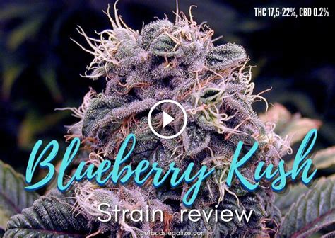 Blueberry Kush Strain Review