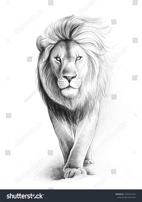 1291 Lion Walking Black White Illustration Images Stock Photos