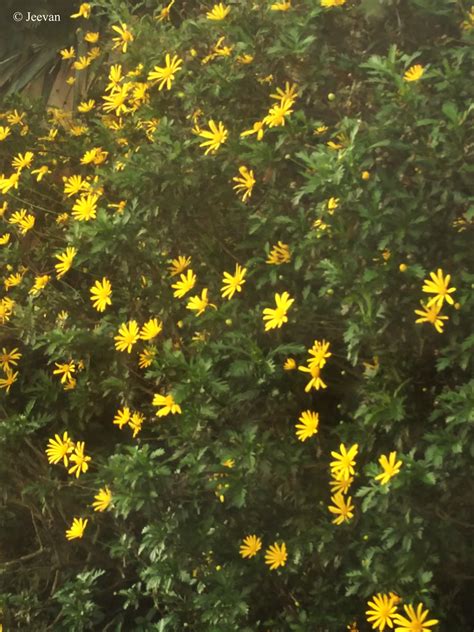 Jeevans World Yellow Daisy Like Flowers