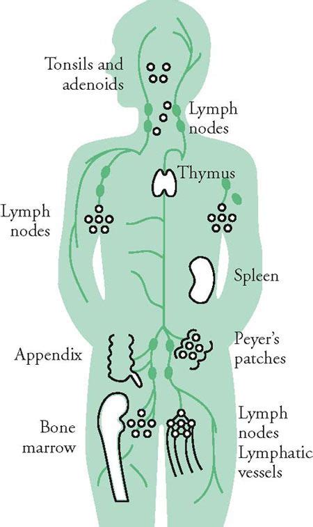 The Lymphatic System Regulates The Hormonal Balance For The Endocrine