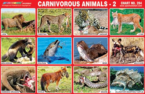 Carnivorous Animals Eating
