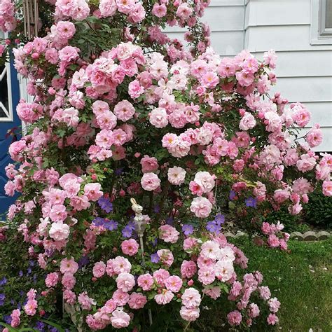 Annual climbing flowers zone 4. I Love My Garden