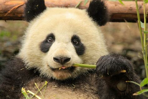 Pandas Are No Longer Endangered Good But Many Other Animals Still