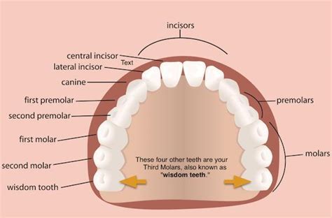 Rewrite The Following Correctly In Order Premolars Canine Molars