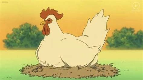 I Have A Chicken That Looks Exactly Like Nagoya Haahahahaha My Little