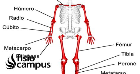 Huesos Largos Qué Son Significado Ubicación Función Y Lesiones