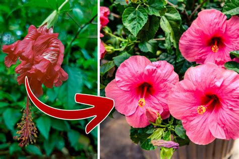 Growing Hardy Hibiscus From Seed Step By Step Garden Lovers Club