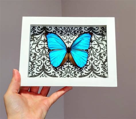 Real Framed Butterfly Morpho Menelaus Shadow Box Blue Etsy Canada