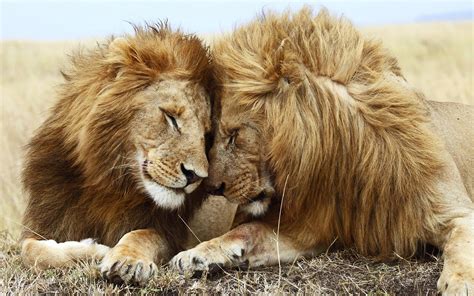 Two Lions Cuddling Hd Wallpaper Wallpaper Flare