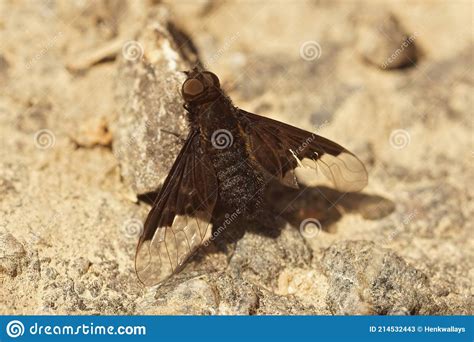 Closeup On A Black Bee Fly Species Hemipenthes Morio A Parasite On