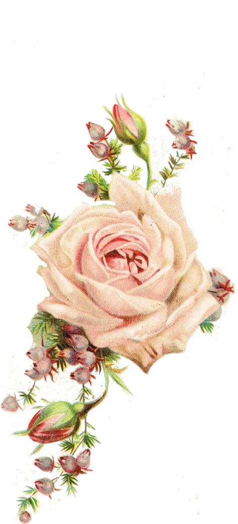 Download Roses Vintage Printable Vintage Flowers Png Image With No