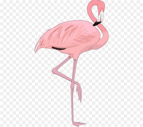 Clipartion Flamingo 10 Free Cliparts Download Images On Clipground 2021