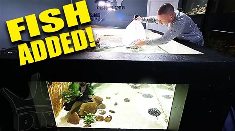 If you liked this video, you will love my book: I ADDED THE FISH TO THE 2,000G AQUARIUM!! - YouTube