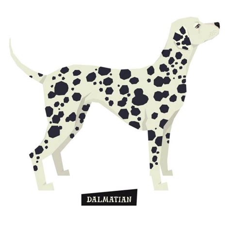 Dalmatian Dog Potret Card Illustration — Stock Vector © Realmcoy 1668908